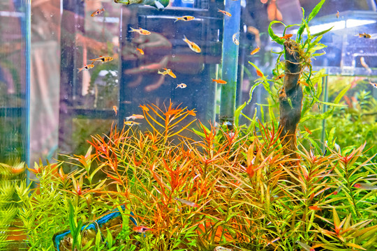 魚缸背景圖 魚缸造景 高清大圖