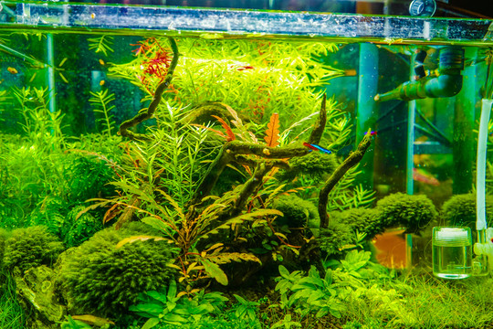 魚缸背景圖 魚缸造景 高清大圖