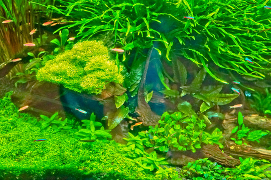 魚缸背景圖 魚缸造景 高清大圖