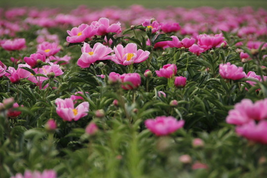 花海 大芍藥花 藥材 紅芍藥