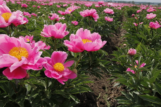 花海 大芍藥花 藥材 紅芍藥
