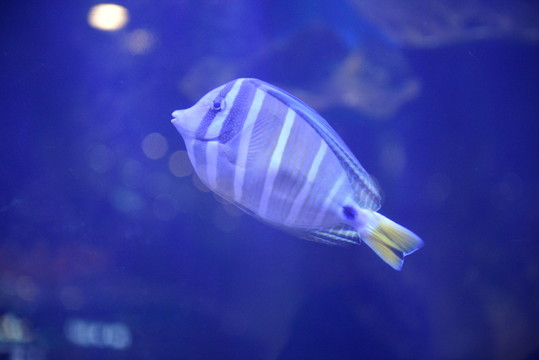 海魚 海洋魚類
