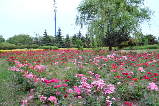 花園