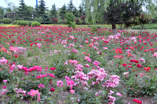 月季花田