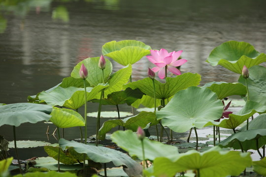夢幻荷花