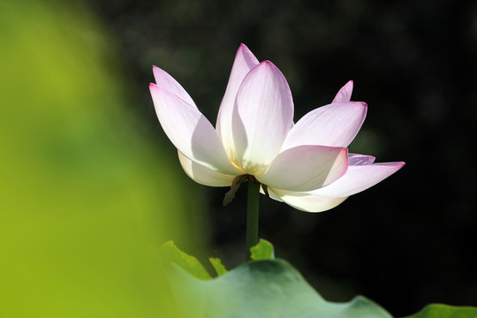 夢(mèng)幻荷花
