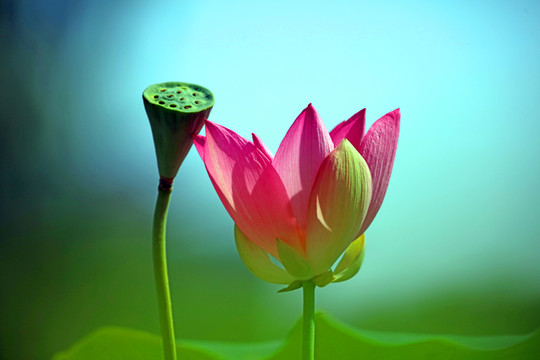 夢幻荷花