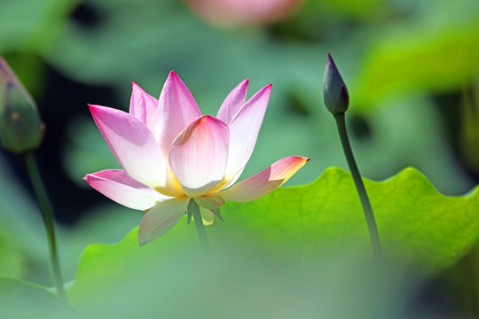 夢(mèng)幻荷花
