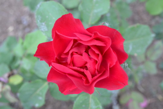 月季花 一朵