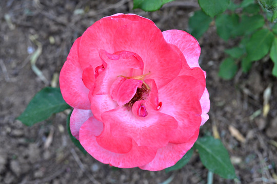月季花 一朵