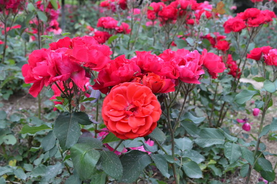 月季花