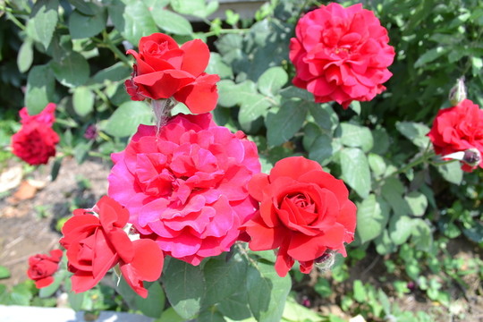 月季花