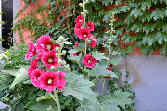 蜀葵花