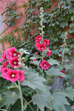 蜀葵花
