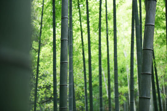 竹林