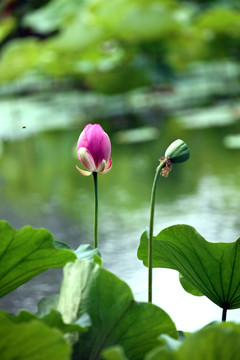 夢(mèng)幻荷花