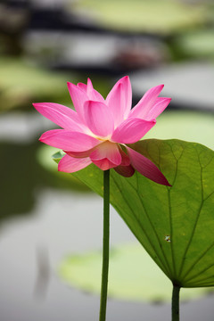 夢幻荷花