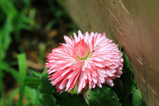 籬邊雛菊