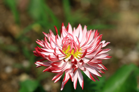 雛菊