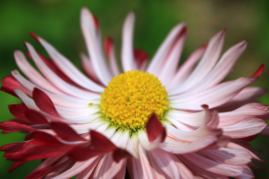 雛菊