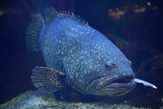 大魚吃小魚 適者生存