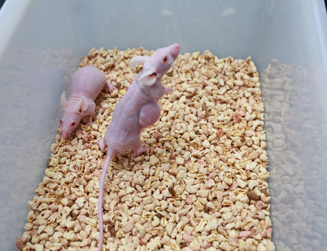 小白鼠