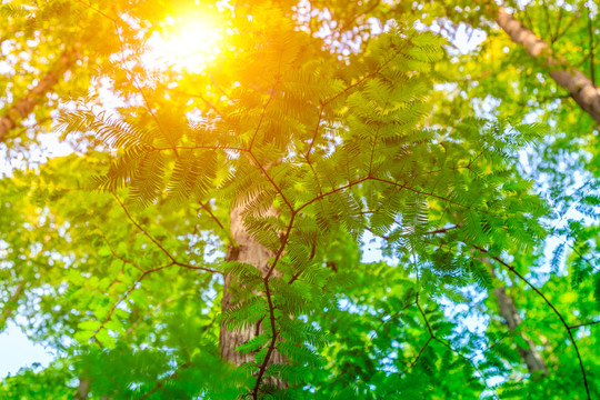 紅杉樹綠樹林