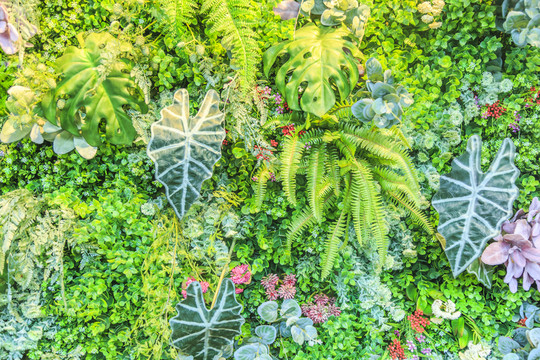 綠色植物墻
