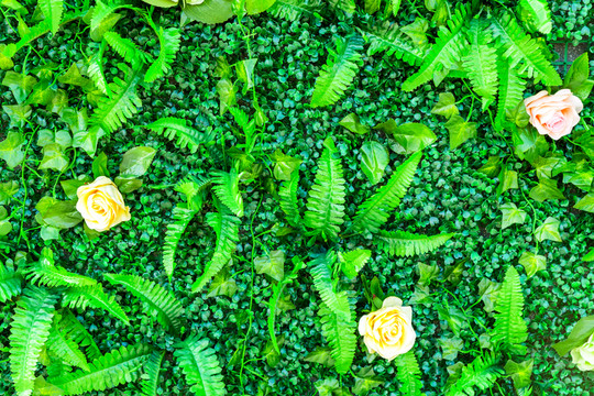 綠色植物墻