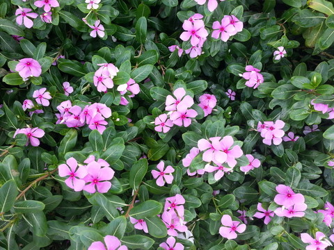 長春花 日日春 日日草 日日新