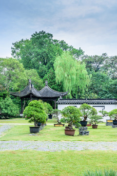 盆景區(qū)