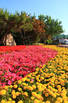 鮮花