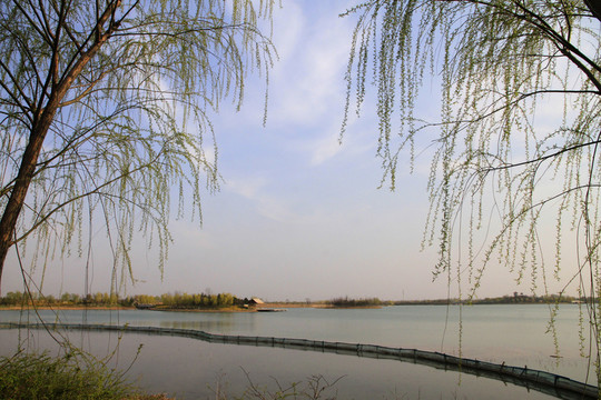 春天的濕地公園