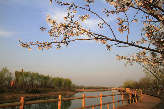 公園 春天