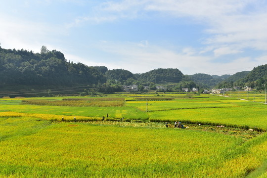 水稻田園美景