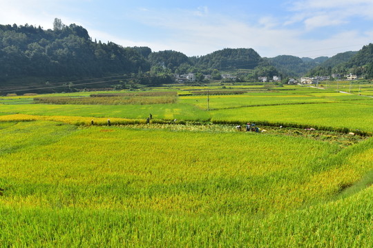 水稻田園美景