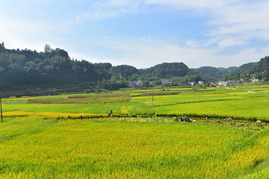 水稻田園美景
