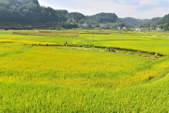 水稻田園美景