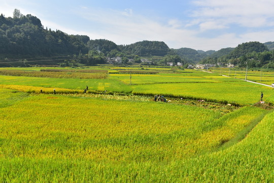 水稻田園美景
