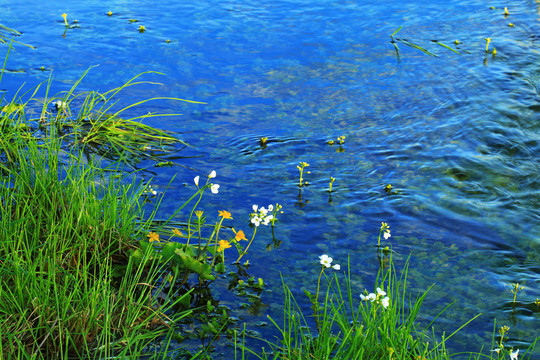 小溪水草