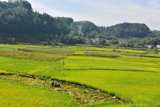 水稻稻田
