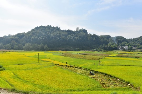 水稻稻田