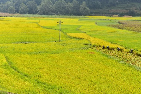 稻田風景