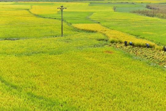 田園風(fēng)光秋天稻谷