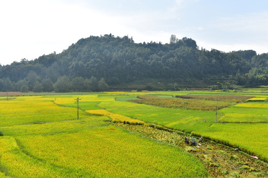 田園風光秋天稻谷