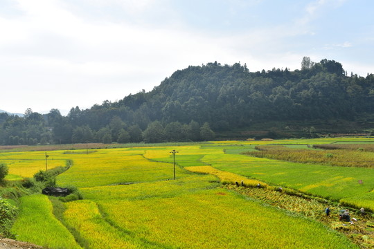 田園風(fēng)光秋天稻谷