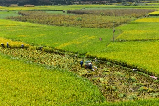 田園風(fēng)光秋天稻谷