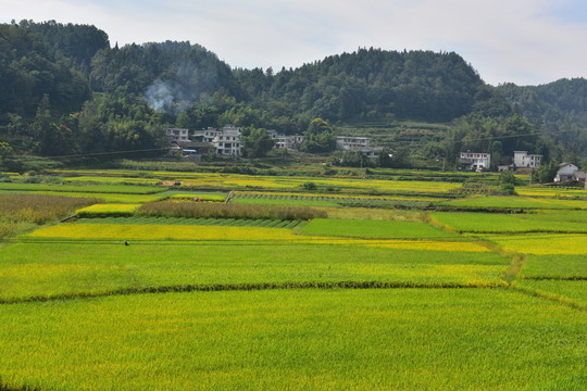 豐收的稻田
