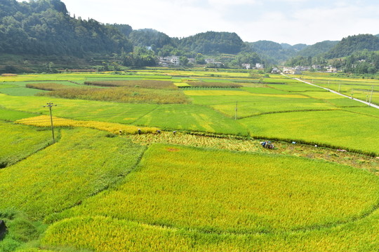 美麗稻田