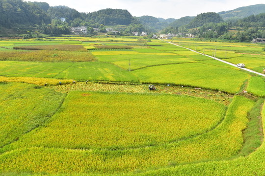 田園美麗水稻